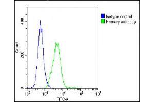 Overlay histogram showing C2C12 cells stained with (ABIN6242694 and ABIN6578668)(green line). (Vinculin antibody  (AA 903-937))