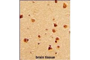 Formalin-fixed and paraffin-embedded human brain with KHSRP Antibody (N-term), which was peroxidase-conjugated to the secondary antibody, followed by DAB staining. (KHSRP antibody  (N-Term))