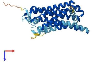OR10H2 Protein (AA 1-315) (His tag)
