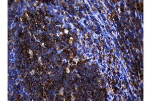 Image no. 1 for anti-SERPINE1 mRNA Binding Protein 1 (SERBP1) (AA 1-262) antibody (ABIN1490674) (SERBP1 antibody  (AA 1-262))