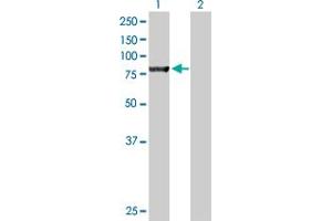 Western Blot analysis of NSF expression in transfected 293T cell line by NSF MaxPab polyclonal antibody. (NSF antibody  (AA 1-744))