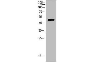Western Blot analysis of mouse-brain cells using primary antibody diluted at 1:2000(4 °C overnight). (NMUR2 antibody  (AA 1-50))