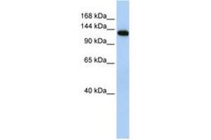 Image no. 1 for anti-Myosin Binding Protein C, Fast Type (MYBPC2) (AA 36-85) antibody (ABIN6740750) (MYBPC2 antibody  (AA 36-85))