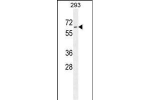 PLD5 Antibody (C-term) (ABIN655545 and ABIN2845054) western blot analysis in 293 cell line lysates (35 μg/lane). (PLD5 antibody  (C-Term))