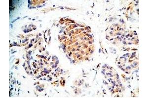 Human pancreas tissue was stained by Rabbit Anti-Augurin (133-148) (Human) Antiserum (C2orf40 antibody  (Preproprotein))