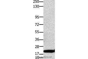 Western blot analysis of Hela cell, using CLDN1 Polyclonal Antibody at dilution of 1:1100 (Claudin 1 antibody)