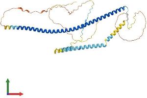 AlphaFold protein structure predicition of Mouse Recombinant Cavin1 Protein, UniprotID O54724 (PTRF Protein (AA 1-392) (His tag))