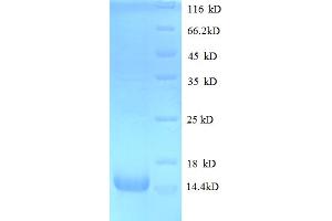 SDS-PAGE (SDS) image for Glial Cell Line Derived Neurotrophic Factor (GDNF) (AA 78-211) protein (ABIN5712478) (GDNF Protein (AA 78-211))