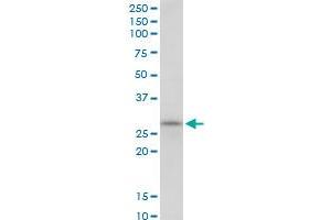 SCO1 MaxPab polyclonal antibody. (SCO1 antibody  (AA 1-301))