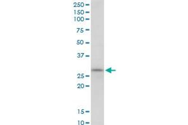 SCO1 antibody  (AA 1-301)