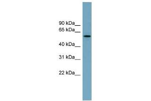 WB Suggested Anti-MNS1 Antibody Titration: 0. (MNS1 antibody  (Middle Region))