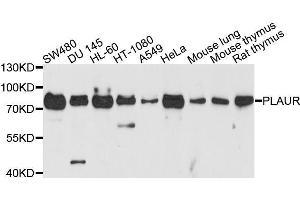 Western blot analysis of extracts of various cell lines, using PLAUR antibody. (PLAUR antibody  (AA 23-305))