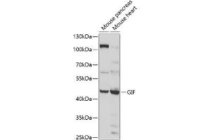 Western blot analysis of extracts of various cell lines, using GIF antibody (ABIN6130975, ABIN6141081, ABIN6141082 and ABIN6222649) at 1:1000 dilution.