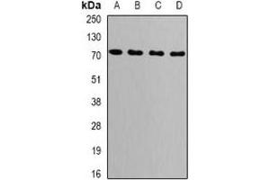 Western blot analysis of GRP75 expression in MCF7 (A), NIH3T3 (B), COS7 (C), mouse brain (D) whole cell lysates. (HSPA9 antibody)