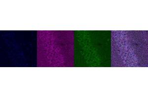 Immunohistochemistry (IHC) image for anti-Serotonin Receptor 1A (HTR1A) antibody (ABIN7456236) (Serotonin Receptor 1A antibody)