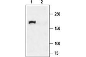 Western Blotting (WB) image for anti-Cystic Fibrosis Transmembrane Conductance Regulator (ATP-Binding Cassette Sub-Family C, Member 7) (CFTR) (AA 1468-1480), (Cytosolic) antibody (ABIN7043096)