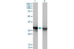 Western Blotting (WB) image for anti-High Mobility Group Box 1 (HMGB1) (AA 1-90) antibody (ABIN561286)