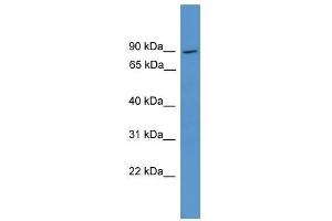 Western Blot showing NCKIPSD antibody used at a concentration of 1. (NCKIPSD antibody  (Middle Region))