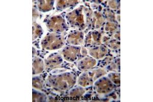 ATP1B3 Antibody (C-term) immunohistochemistry analysis in formalin fixed and paraffin embedded human stomach tissue followed by peroxidase conjugation of the secondary antibody and DAB staining.