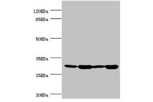 BCAP29 antibody  (AA 125-241)