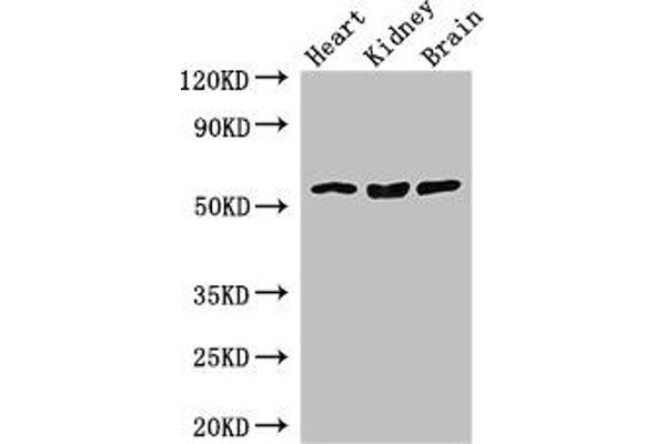 SLC7A7 Antikörper  (AA 325-382)