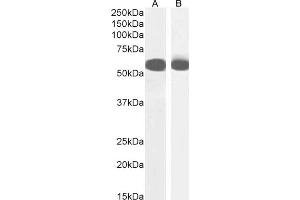 (ABIN238583) (3 μg/mL) staining of Mouse Testes (A) lysate and nuclear NIH3T3 (B) cell lysate (35 μg protein in RIPA buffer). (PTBP2 antibody  (Internal Region))