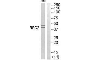 Western blot analysis of extracts from HeLa cells, using RFC2 antibody. (RFC2 antibody)