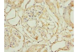 Immunohistochemistry of paraffin-embedded human kidney tissue using ABIN7166022 at dilution of 1:100 (ROGDI antibody  (AA 14-287))