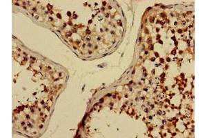 Immunohistochemistry of paraffin-embedded human testis tissue using ABIN7151526 at dilution of 1:100 (ELMOD2 antibody  (AA 82-200))