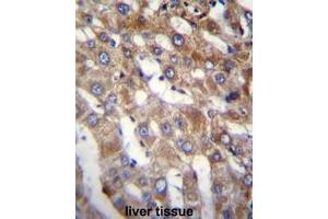 BEND7 Antibody (C-term) immunohistochemistry analysis in formalin fixed and paraffin embedded human liver tissue followed by peroxidase conjugation of the secondary antibody and DAB staining. (BEND7 antibody  (C-Term))