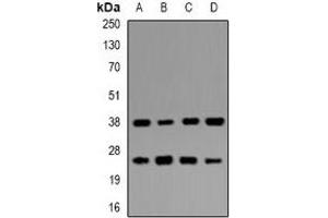 Western blot analysis of UBE2Z expression in MCF7 (A), HepG2 (B), mouse pancreas (C), mouse testis (D) whole cell lysates. (UBE2Z antibody)