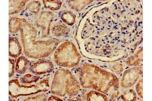 Immunohistochemistry of paraffin-embedded human kidney tissue using ABIN7170127 at dilution of 1:100 (SLC2A9 antibody  (AA 473-511))