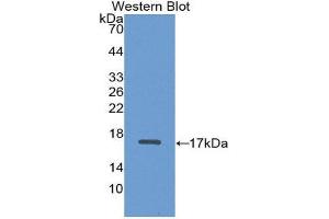 Western Blotting (WB) image for anti-ADAM Metallopeptidase with Thrombospondin Type 1 Motif, 2 (Adamts2) (AA 474-610) antibody (ABIN1857903)