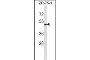 ZSCAN18 Antibody (Center) (ABIN1538026 and ABIN2849458) western blot analysis in ZR-75-1 cell line lysates (35 μg/lane). (ZSCAN18 antibody  (AA 194-220))