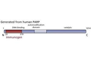 Image no. 3 for anti-Poly (ADP-Ribose) Polymerase 1 (PARP1) (AA 22-219) antibody (ABIN968333) (PARP1 antibody  (AA 22-219))