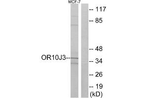 Western blot analysis of extracts from MCF-7 cells, using OR10J3 antibody. (OR10J3 antibody  (C-Term))