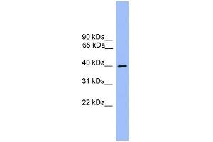 WB Suggested Anti-ATG3 Antibody Titration: 0. (ATG3 antibody  (Middle Region))