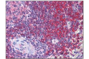 Human Spleen: Formalin-Fixed, Paraffin-Embedded (FFPE) (Secernin 1 antibody  (C-Term))