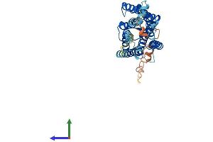 AlphaFold protein structure predicition of Human Recombinant OPN1MW3 Protein, UniprotID P0DN78 (OPN1MW3 Protein (AA 1-364) (His tag))