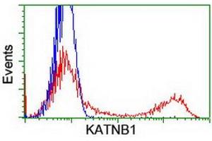 HEK293T cells transfected with either RC201852 overexpress plasmid (Red) or empty vector control plasmid (Blue) were immunostained by anti-KATNB1 antibody (ABIN2455170), and then analyzed by flow cytometry. (KATNB1 antibody)