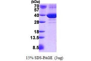 Image no. 1 for Family with Sequence Similarity 49, Member B (FAM49B) protein (His tag) (ABIN1098652)