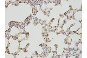 Immunohistochemistry (IHC) image for anti-Bactericidal/Permeability Increasing Protein (BPI) antibody (ABIN1876526) (BPI antibody)