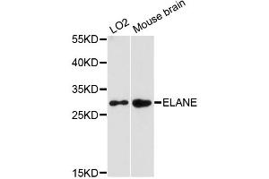 Western blot analysis of extracts of various cell lines, using ELANE antibody (ABIN6292897) at 1:3000 dilution. (ELANE antibody)