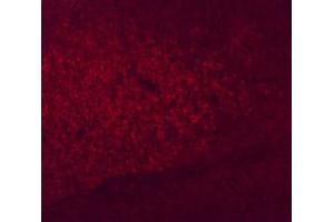 Anti-Six3 Antibody - Immunofluorescence Microscopy Immunofluorescence microscopy using  Anti-Six3 antibody shows detection of Six3 in PFA-fixed embryonic mouse prethalamus. (SIX3 antibody  (Internal Region))