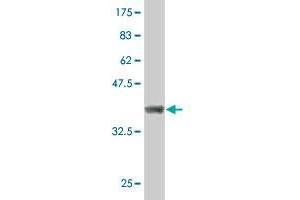 Western Blot detection against Immunogen (36. (CDK17 antibody  (AA 426-523))