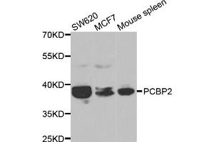 Western blot analysis of extracts of various cell lines, using PCBP2 antibody. (PCBP2 antibody)