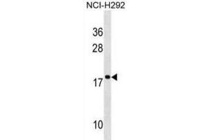 Western Blotting (WB) image for anti-Ribosomal Protein S17-Like (RPS17L) antibody (ABIN2995178)