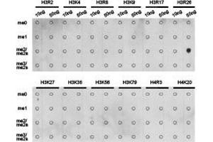 Dot-blot analysis of all sorts of methylation peptides using H3R26 me2a antibody. (Histone 3 antibody  (H3R26me2a))