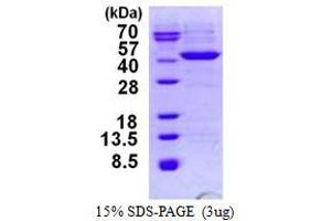 3-hydroxyisobutyryl-CoA Hydrolase (HIBCH) (AA 33-386) protein (His tag)