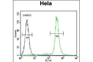LIN28A Antibody (Center) (ABIN655156 and ABIN2844774) flow cytometric analysis of Hela cells (right histogram) compared to a negative control cell (left histogram). (LIN28A antibody  (AA 108-138))